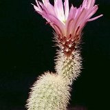 Echinocereus sciurus Lau047.jpg